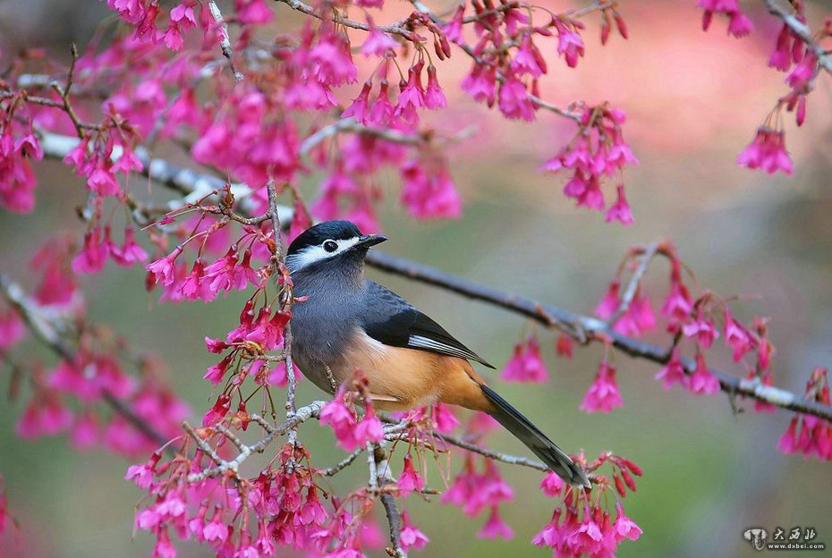 花見日本