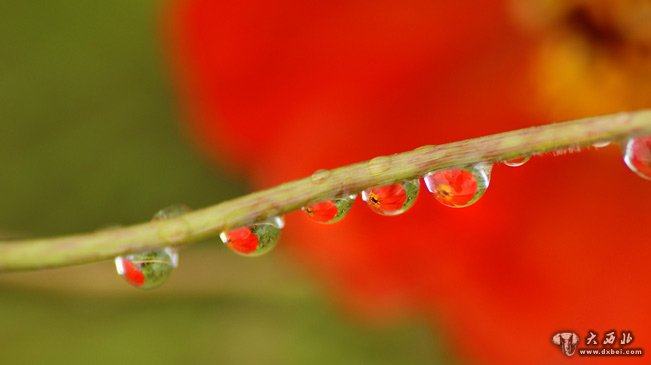 花开寒露