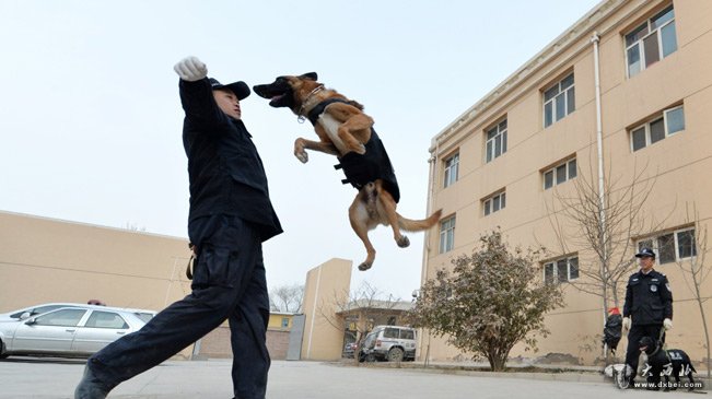 警犬“年训”备春运