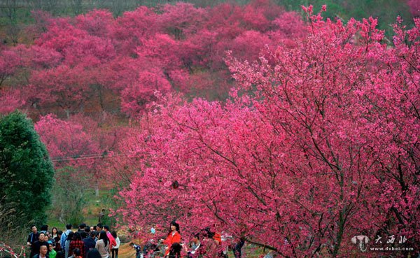 广东韶关樱花公园花开绽放一片粉 游客踏春置身花海