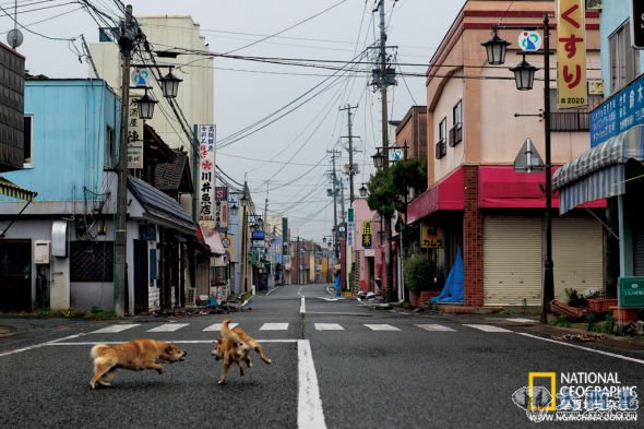 两条狗在大熊町空旷的街道上打闹。灾难刚发生后的那段时间里，禁区里满是到处游荡的牲畜和宠物：牛、猪、山羊、狗、猫，甚至还有鸵鸟。志愿救援人员常避开巡逻的警察、越过路障，把一些宠物聚集到一起进行消毒，然后把它们归还主人，同时给无主的宠物喂些食物。但由于饥饿和疾病，到仲夏时分一些宠物已经死去。