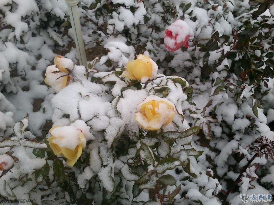 11月2日凌晨，受冷空气影响，甘肃酒泉、嘉峪关两市出现大范围降雪，其中敦煌、酒泉市区、金塔均为今冬首场降雪，比常年偏早。嘉峪关更是遍地洁白。图片来自@静静-小妞