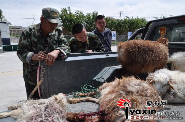 新疆巴里坤县一村庄羊羔陆续遭狼袭？民警调查原是饥饿藏獒张血口