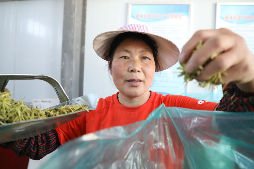 甘肃通渭：金银花香，