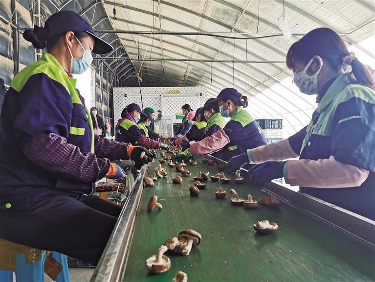 兰州新区食用菌香菇首